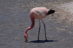 Phoenicoparrus andinus