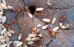 Camponotus sansabeanus