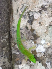 Phelsuma kochi