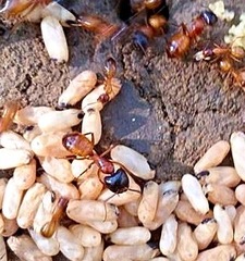 Camponotus sansabeanus