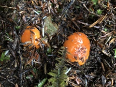 Lactarius subflammeus