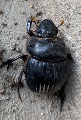 Dichotomius carolinus