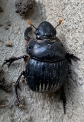 Dichotomius carolinus