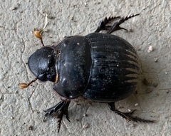 Dichotomius carolinus