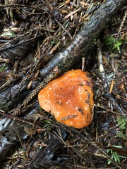 Lactarius subflammeus