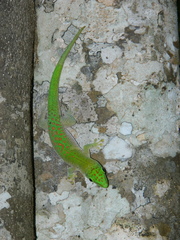 Phelsuma kochi