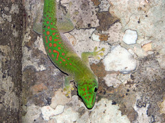 Phelsuma kochi