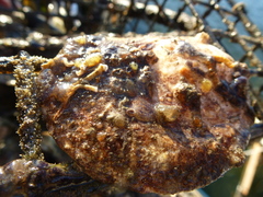 Botryllus schlosseri