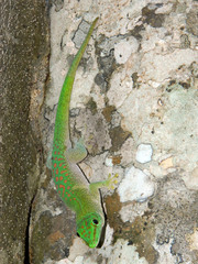 Phelsuma kochi