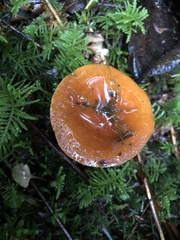 Lactarius subflammeus