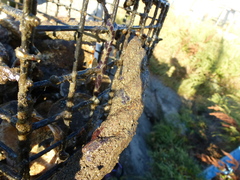 Botryllus schlosseri