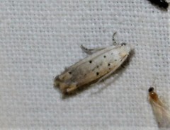 Epiblema separationis