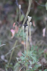 Anemone multifida