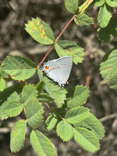 iNaturalist observation photo of Gray Hairstreak