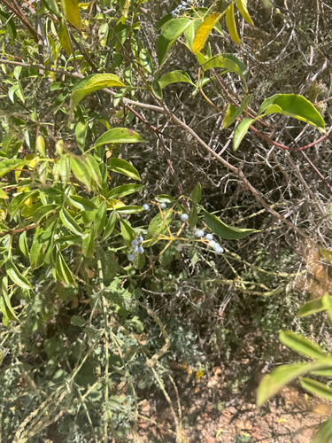 iNaturalist observation photo of Blue Elderberry