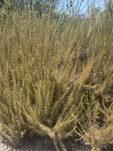 iNaturalist observation photo of California sagebrush