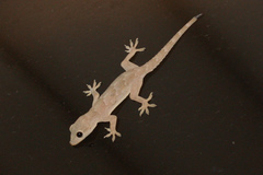 Hemidactylus