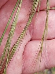 Aristida lanosa