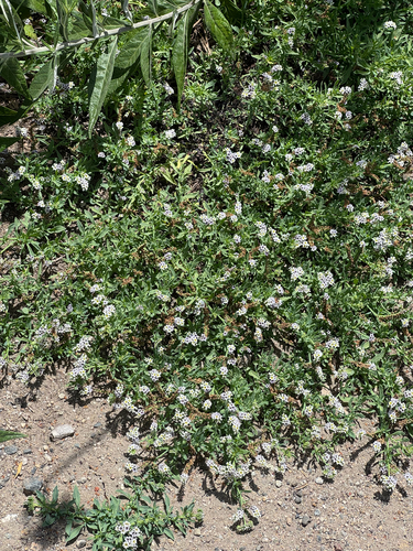 iNaturalist observation photo of alkali heliotrope