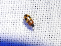 Poecilocrypticus formicophilus