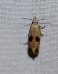 Eugnosta bimaculana