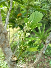 Melicope semecarpifolia