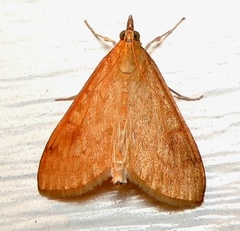 Saucrobotys futilalis