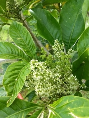 Melicope semecarpifolia