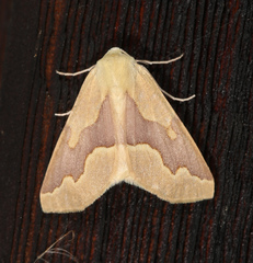 Sabulodes edwardsata