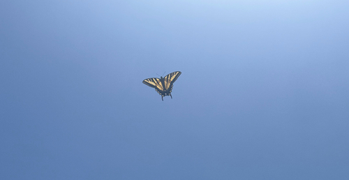 iNaturalist observation photo of Western Tiger Swallowtail