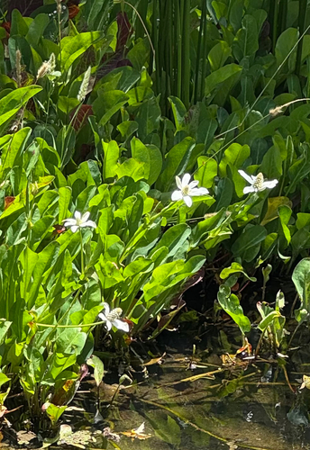 iNaturalist observation photo of Yerba Mansa