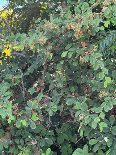 iNaturalist observation photo of Late cotoneaster