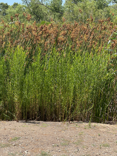 iNaturalist observation photo of western goldenrod