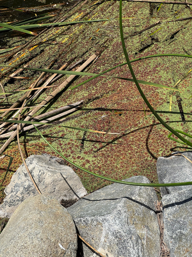 iNaturalist observation photo of water fern