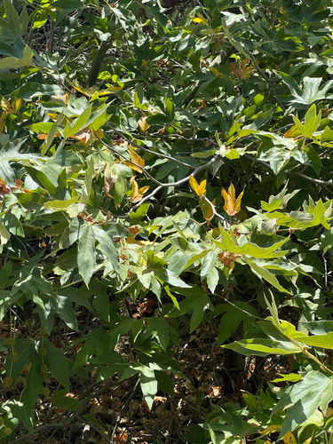 iNaturalist observation photo of western sycamore