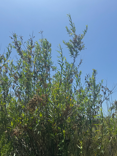 iNaturalist observation photo of mule fat