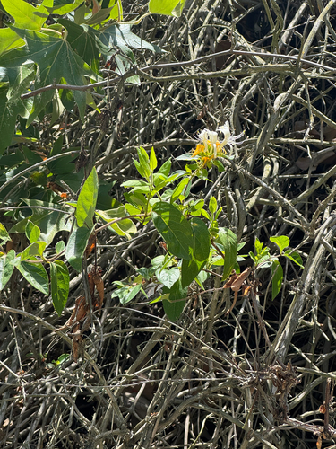 iNaturalist observation photo of Japanese honeysuckle