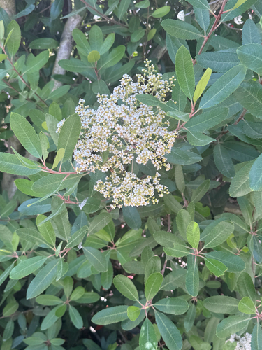 iNaturalist observation photo of Toyon