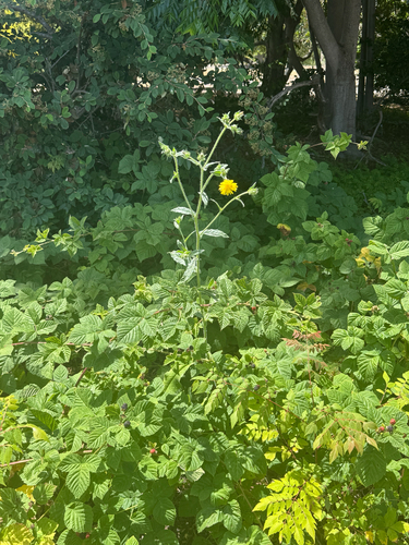 iNaturalist observation photo of bristly oxtongue