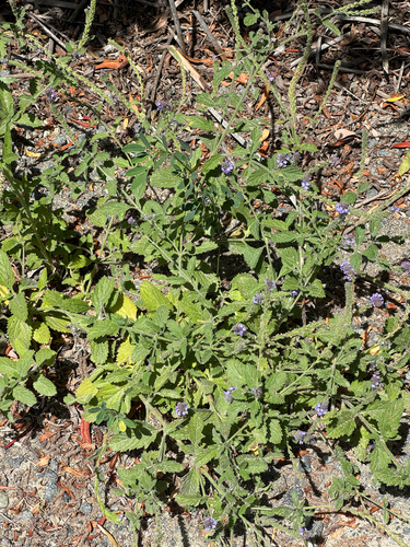iNaturalist observation photo of western vervain