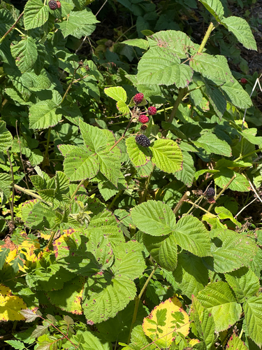 iNaturalist observation photo of trailing blackberry