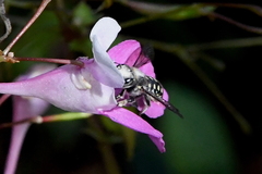 Anthidium maculosum