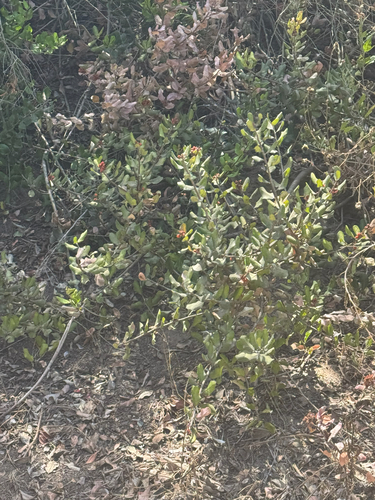 iNaturalist observation photo of lemonade berry