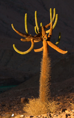 Browningia candelaris