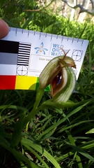 Pterostylis cucullata