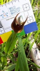 Pterostylis cucullata