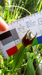 Pterostylis cucullata