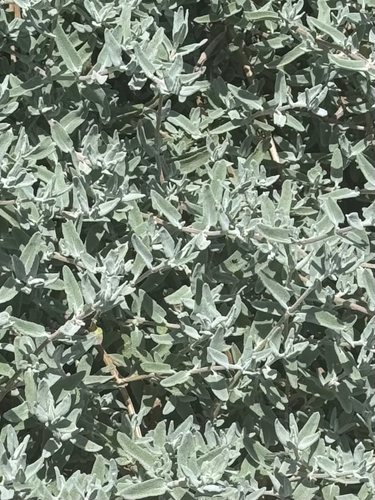 iNaturalist observation photo of purple sage