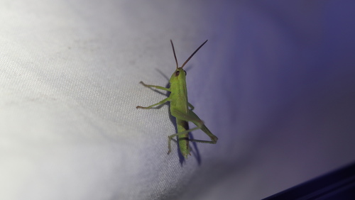 Mecostethus parapleurus