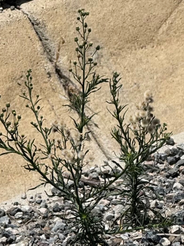 iNaturalist observation photo of Flax-leaved Horseweed